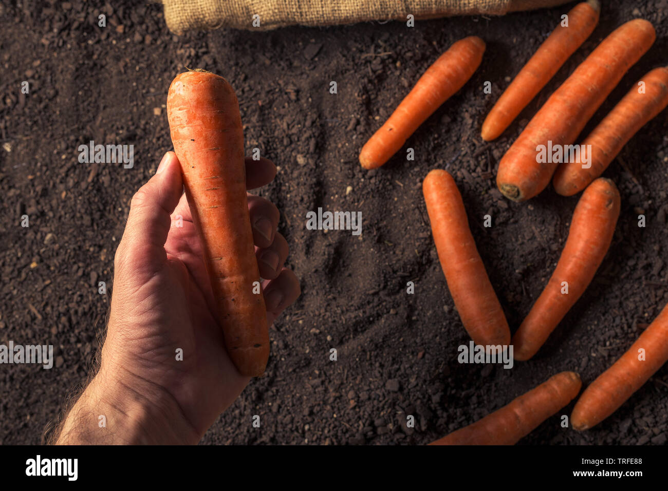 Hand holding harvested carrot root vegetable, harvested organic homegrown produce Stock Photo