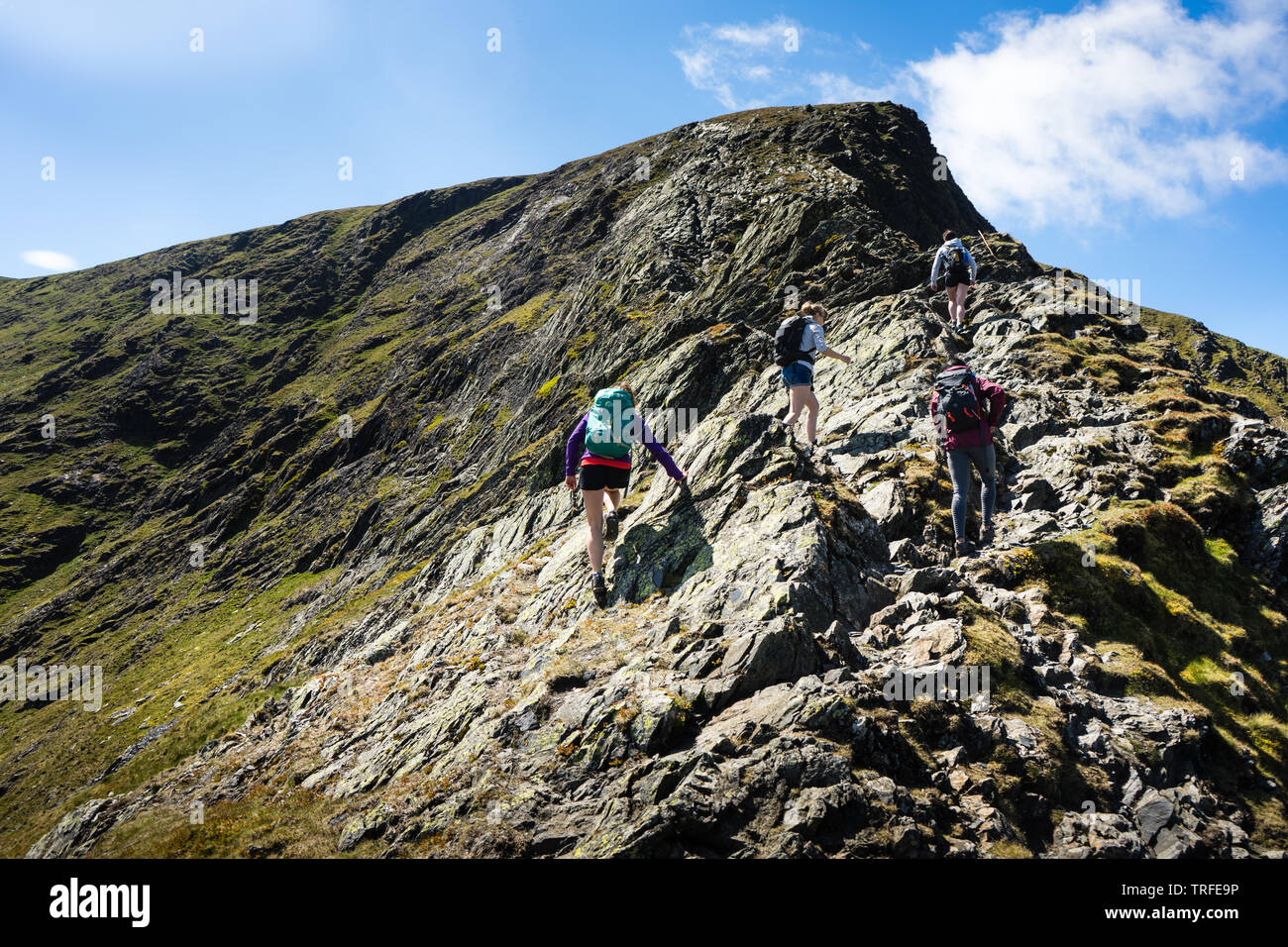 Women Climbing Blencathra, Scrambling Across Sharp Edge, Lake District Mountains, UK Stock Photo