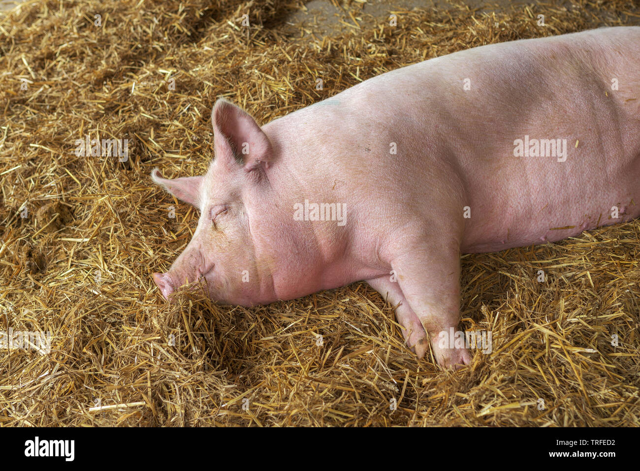 Pig sleeping in pigpen on hay, adult domestic farm animal resting in pigsty Stock Photo