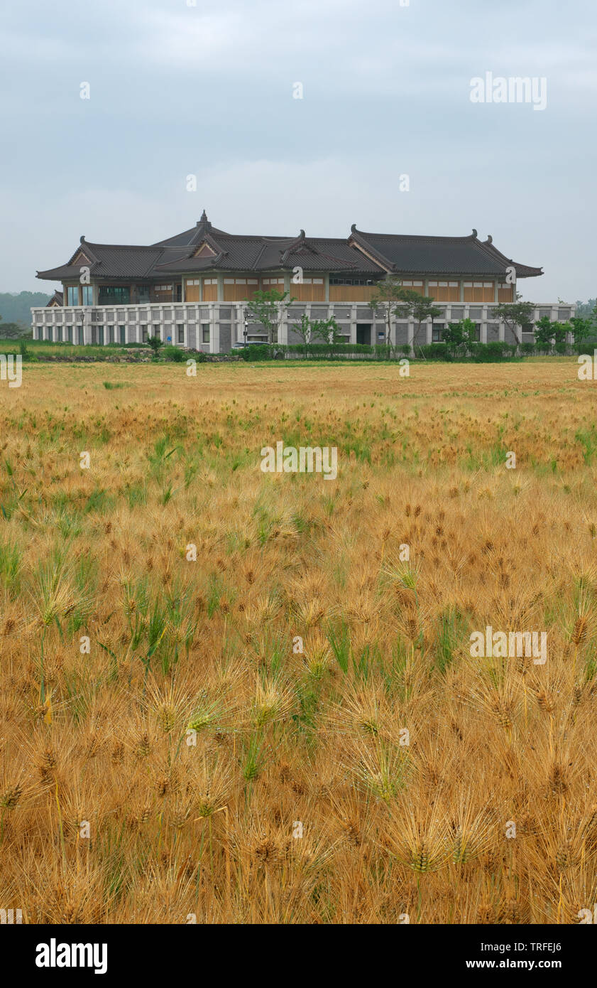 Traditional Korean house at the end of a barley field. Stock Photo