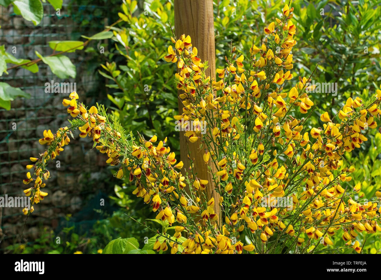 Yellow and red flowers on a Cytisus Scoparius, a perennial leguminous shrub also known as Common Broom, Scotch Broom and English Broom Stock Photo