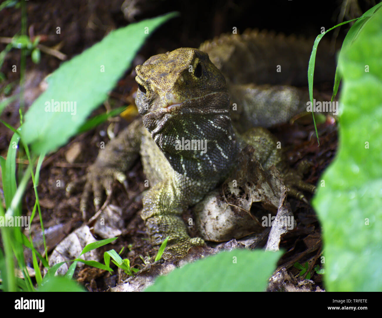 The rare New Zealand endemic Tuatara sphenodon punctatus reptile portrait Zealandia, Wellington Stock Photo