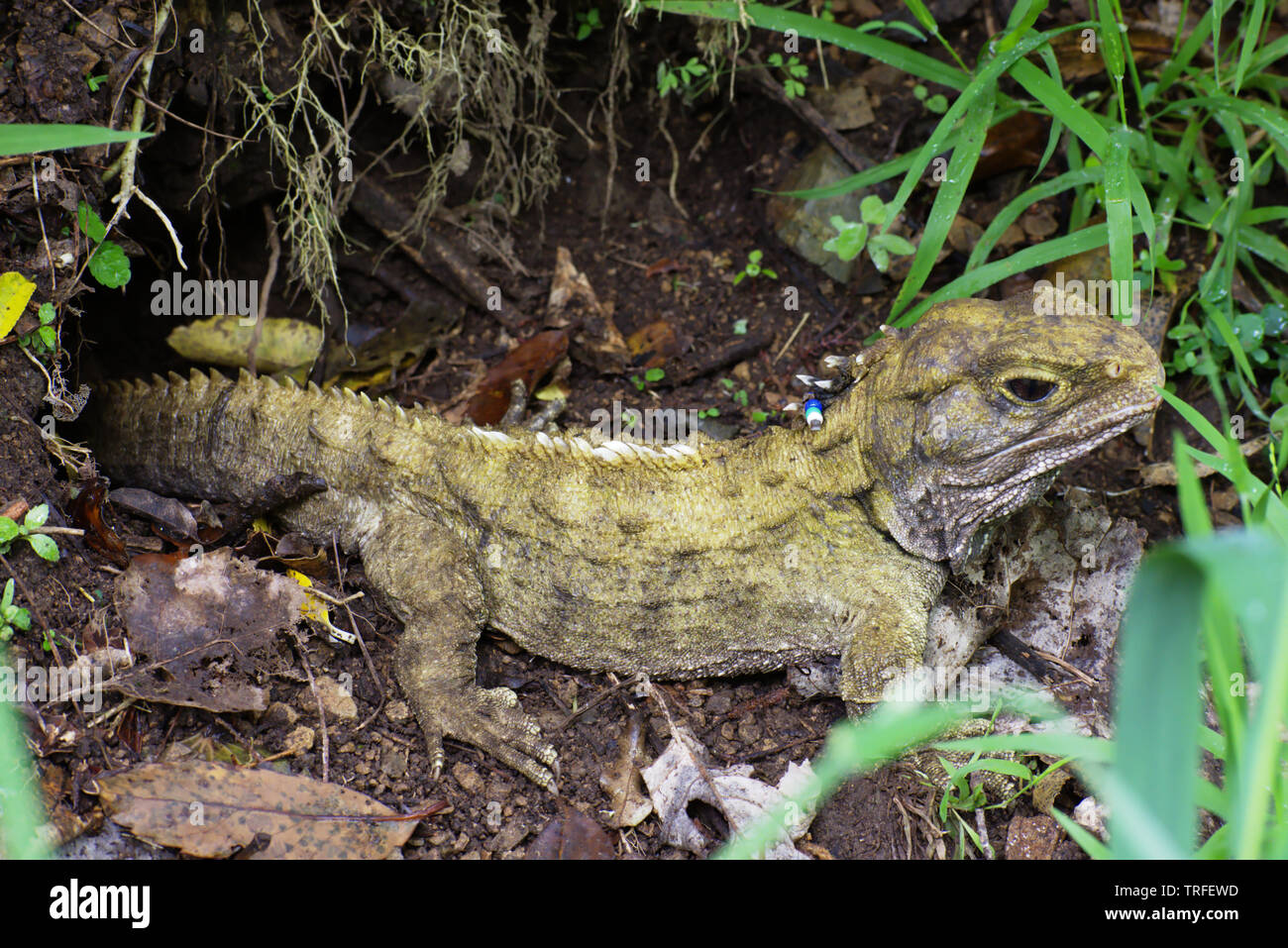 The rare New Zealand endemic Tuatara sphenodon punctatus reptile portrait Zealandia, Wellington Stock Photo