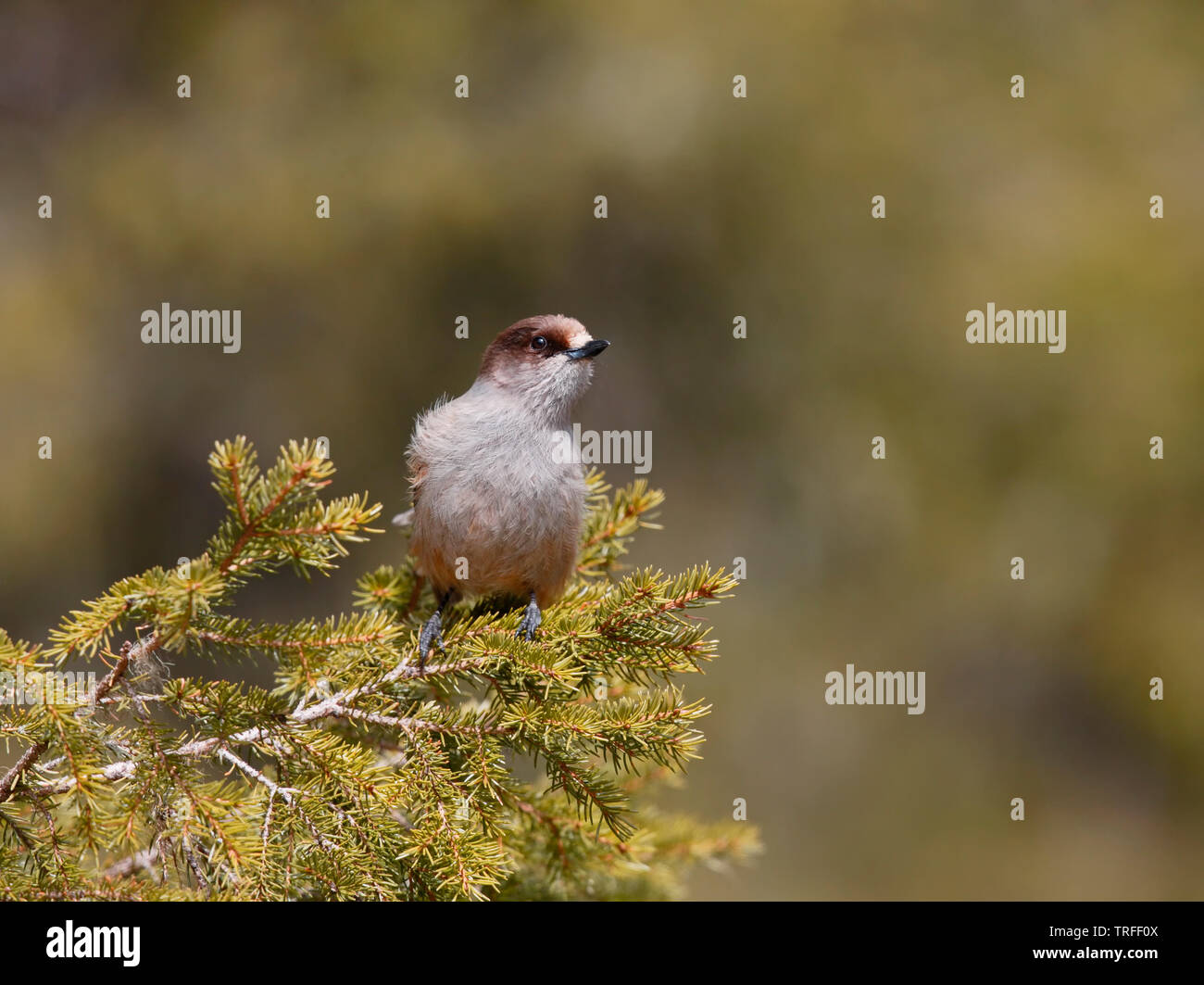 Siberian Jay [Perisoreus infaustus] - Kuusamo, Finland Stock Photo