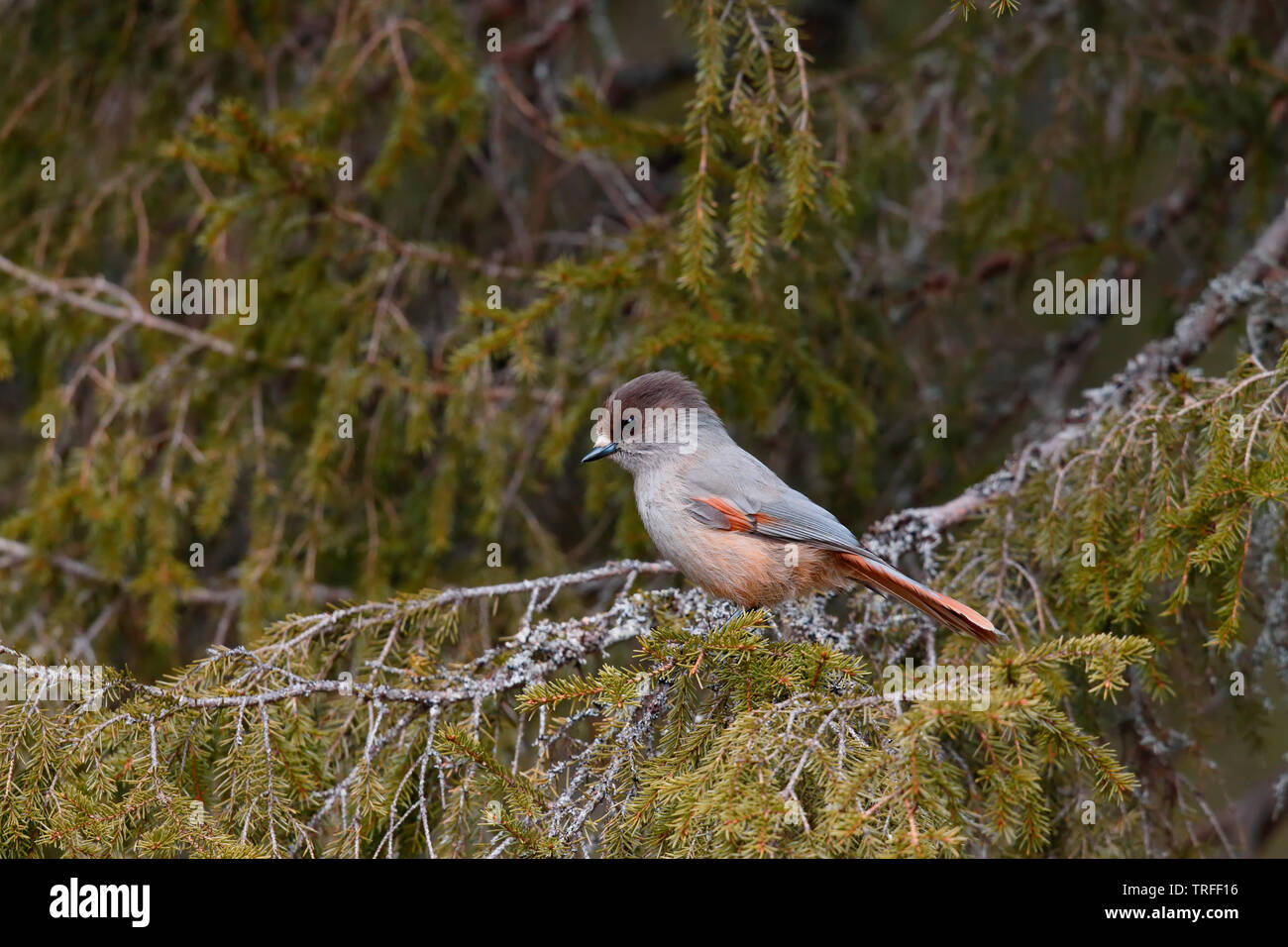 Siberian Jay [Perisoreus infaustus] - Kuusamo, Finland Stock Photo