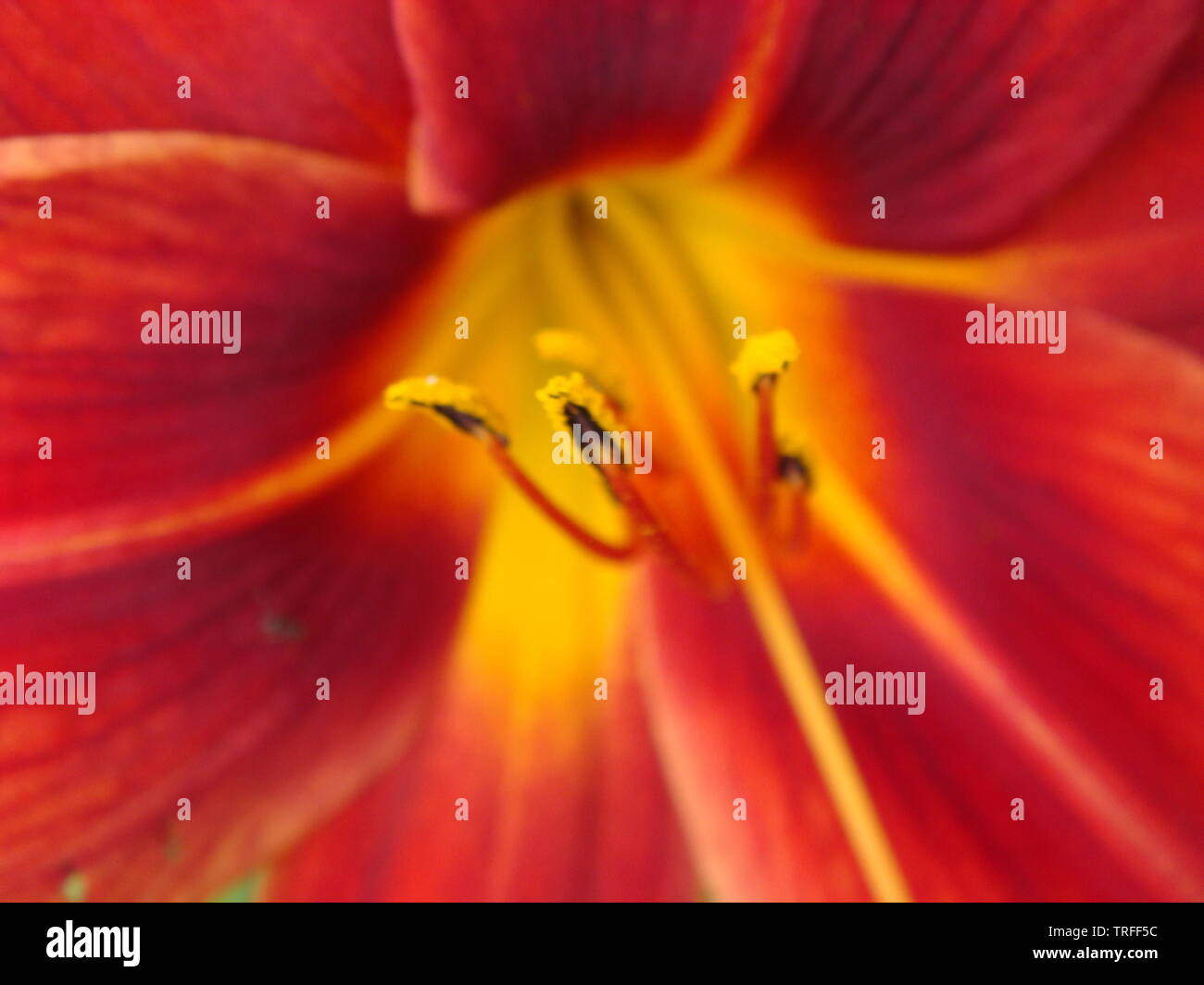 Red lily flowers background, soft selective focus. Full blooming of ...