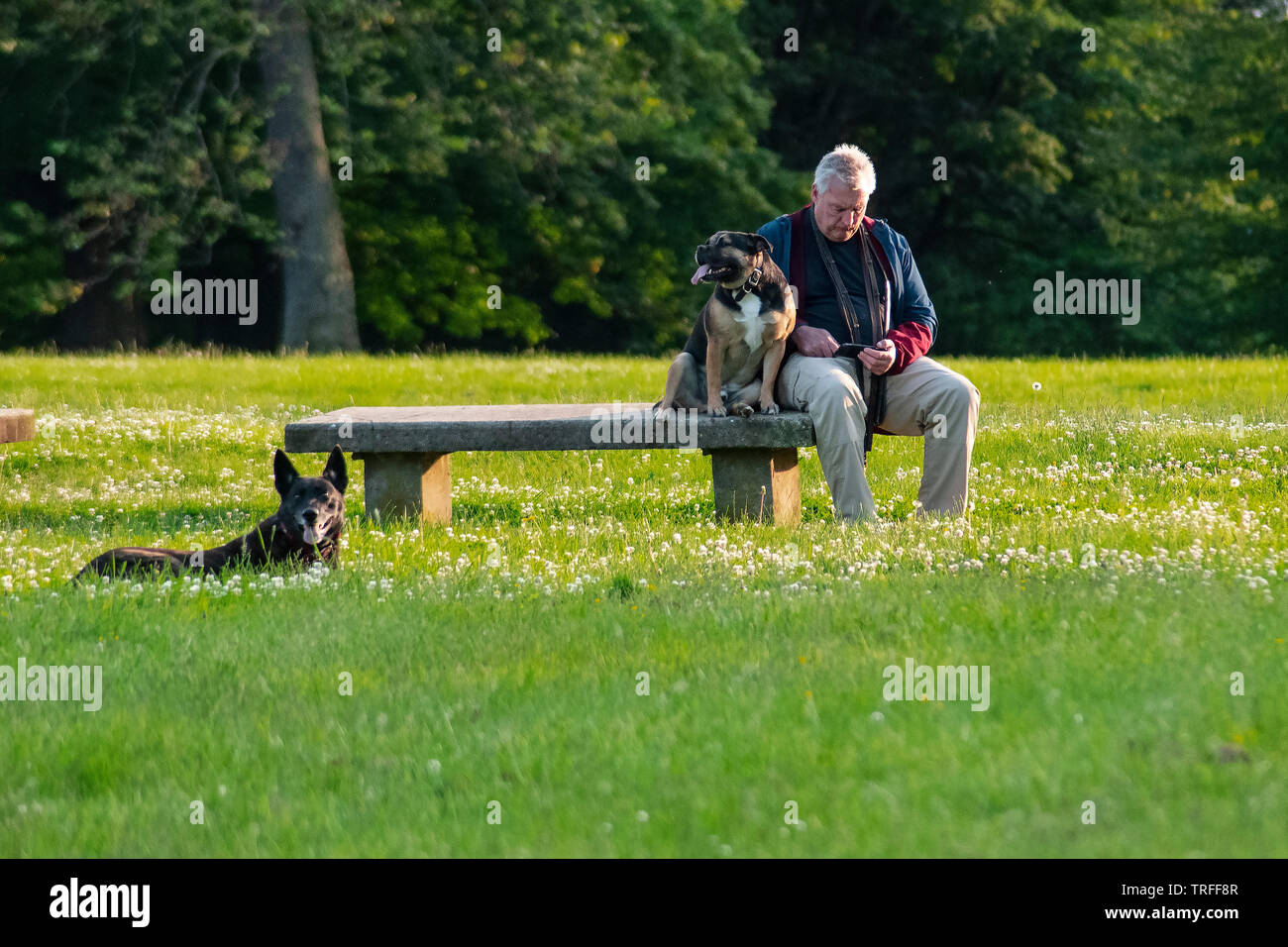 A pensioner is resting in a park with his dogs, sitting on a bench and studying just taken pictures of their pets, Philadelpfia, PA, USA Stock Photo