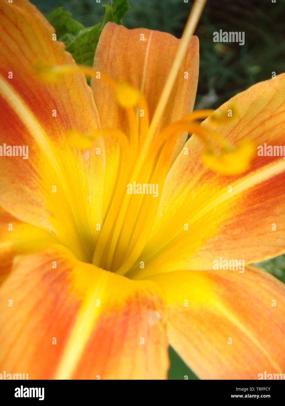 Bright orange lily flowers in the sunny garden, soft selective focus