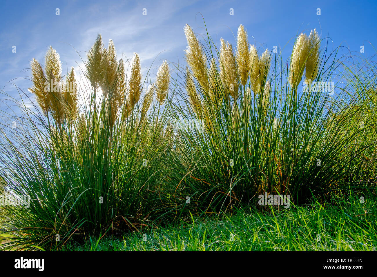 White Feather Pampas Grass in summer, England, UK Stock Photo Alamy