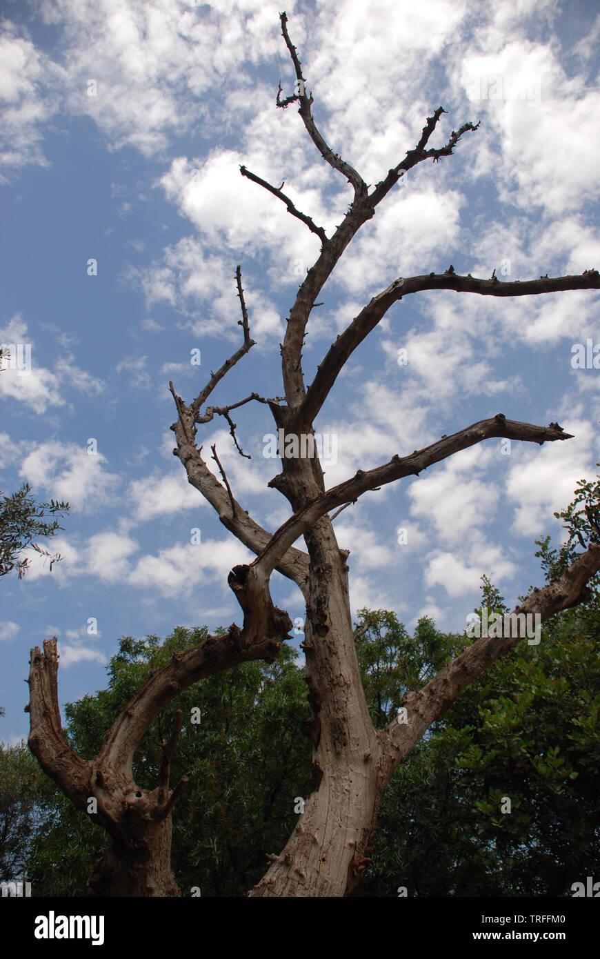 Agora Tree Agora athens excavations hi-res stock photography and images - Alamy