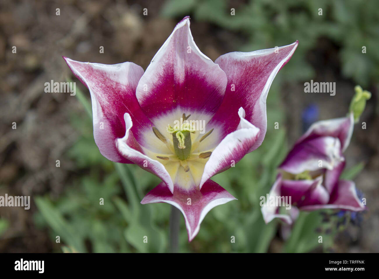 Tulip - Tulipa - genus of spring-blooming perennial herbaceous bulbiferous geophytes Stock Photo
