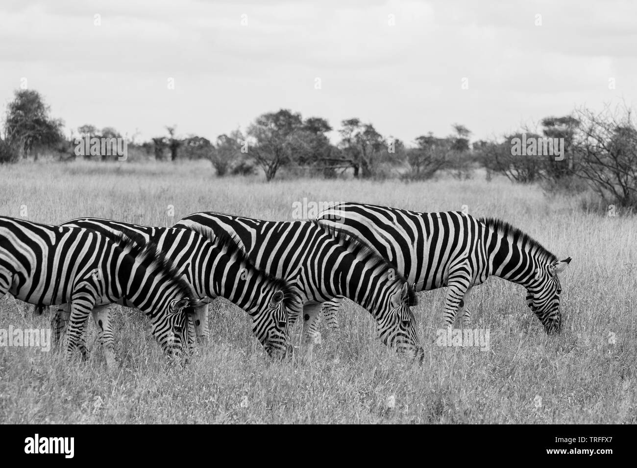 Zebras photographed in monochrome at Kruger National Park in South