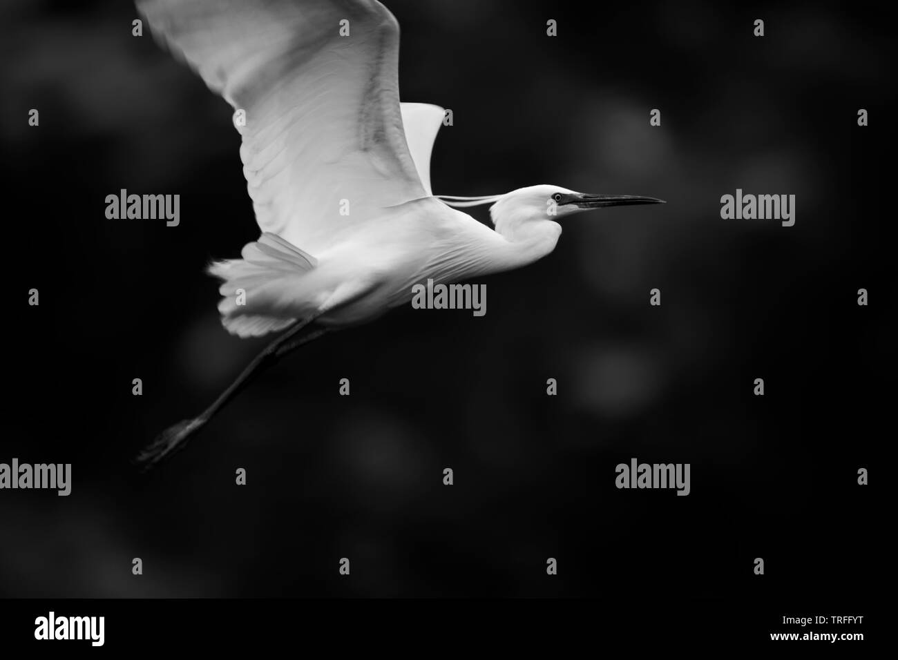 Little egret white bird in flight Stock Photo