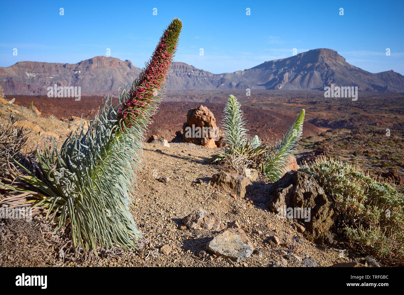 Tower of jewels (Echium wildpretii) plant, endemic species to the island of Tenerife in Teide National Park, Spain. Stock Photo