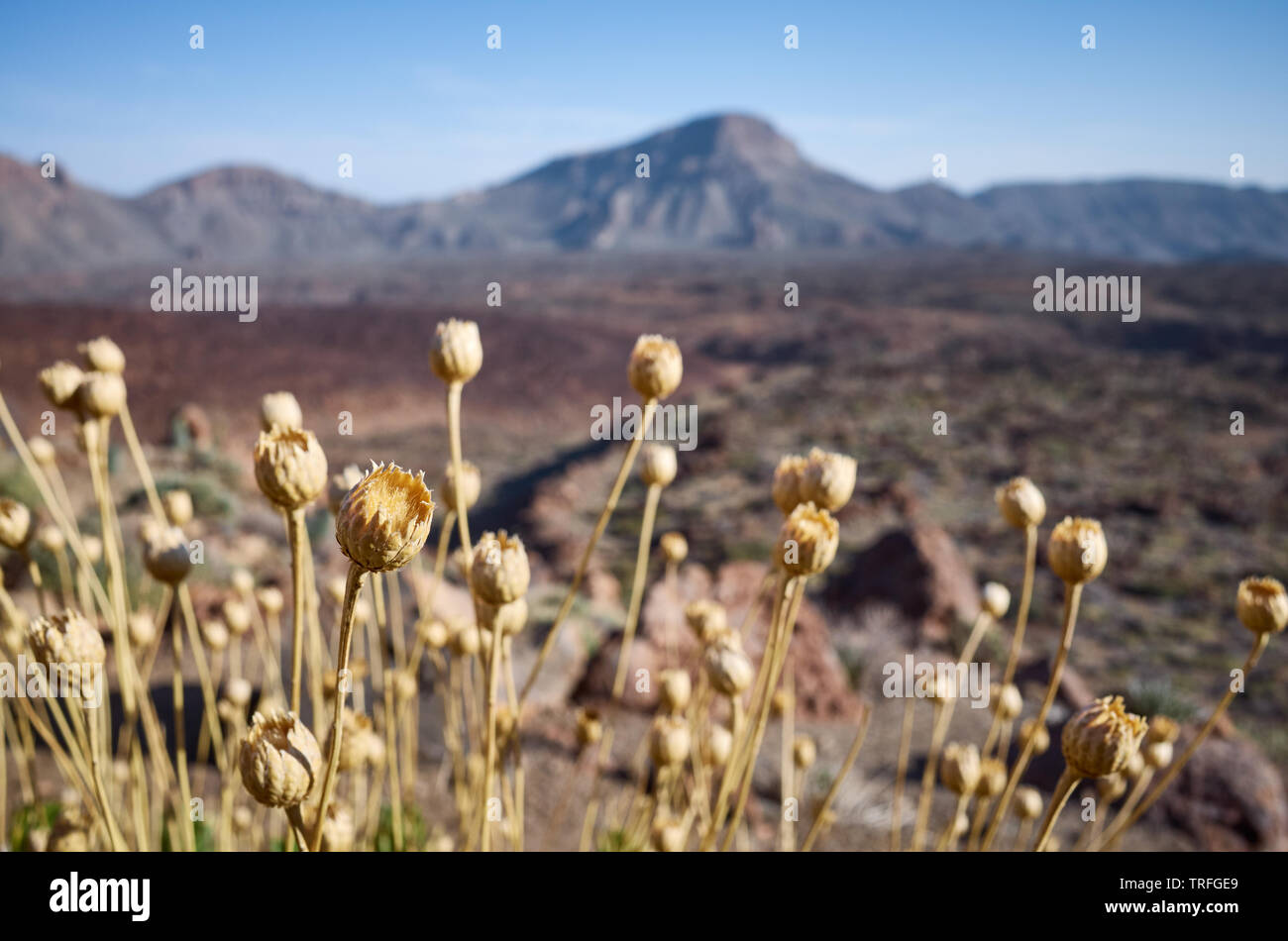 Dried flower heads in Teide National Park at sunset, shallow depth of field, Tenerife, Spain. Stock Photo
