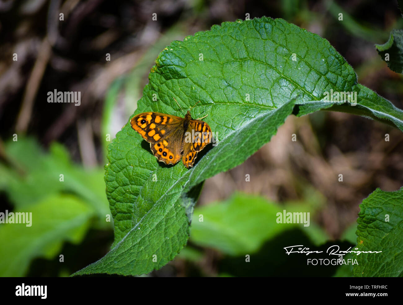 Two Black and White Butterflies Resting on Green Leaves in Nature - Free  Stock Photo | Pikwizard, image size:1300x985