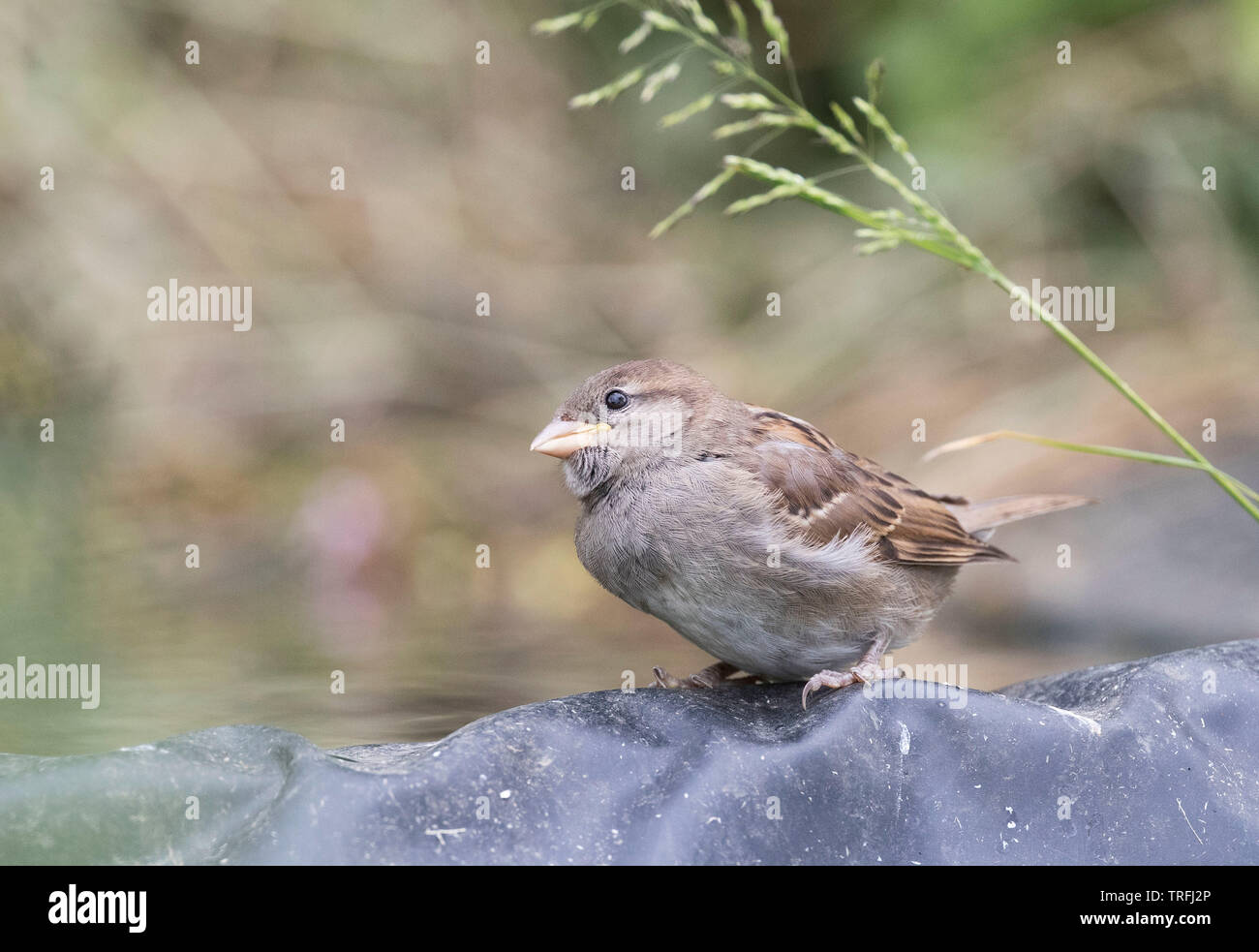 House Sparrow, Passer domesticus, at a garden water pool, Mid Wales, U.K. 2019 Stock Photo