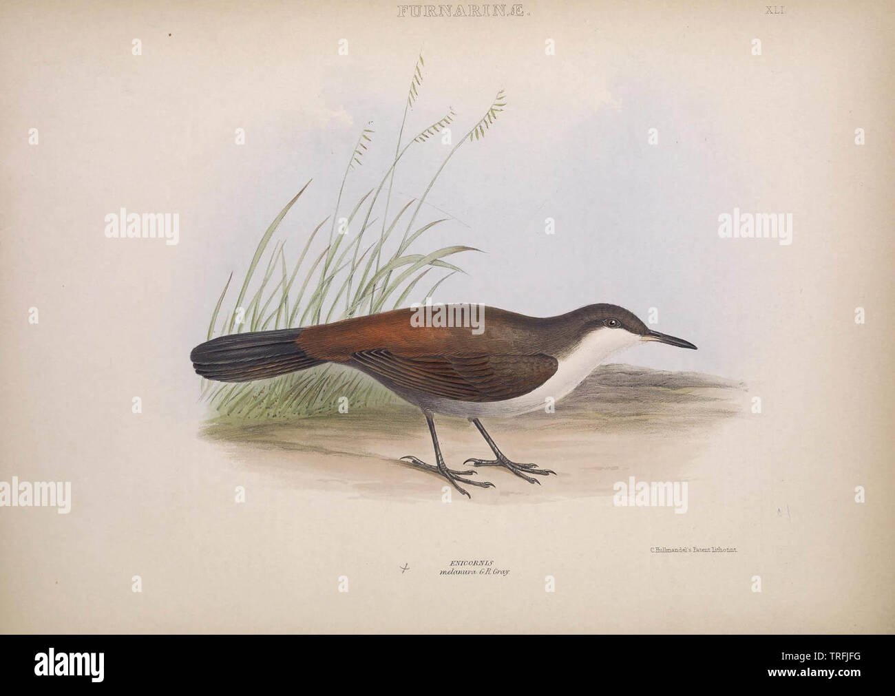 The Genera Of Birds Stock Photo 255426068 Alamy - 