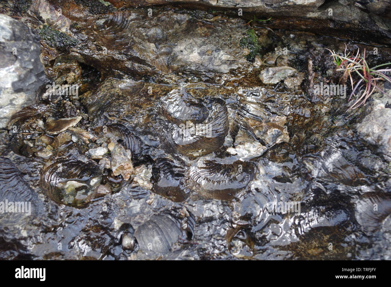 Bivalve Fossils in Middle Jurassic Lias Limestone Outcrop. Loch Slapin