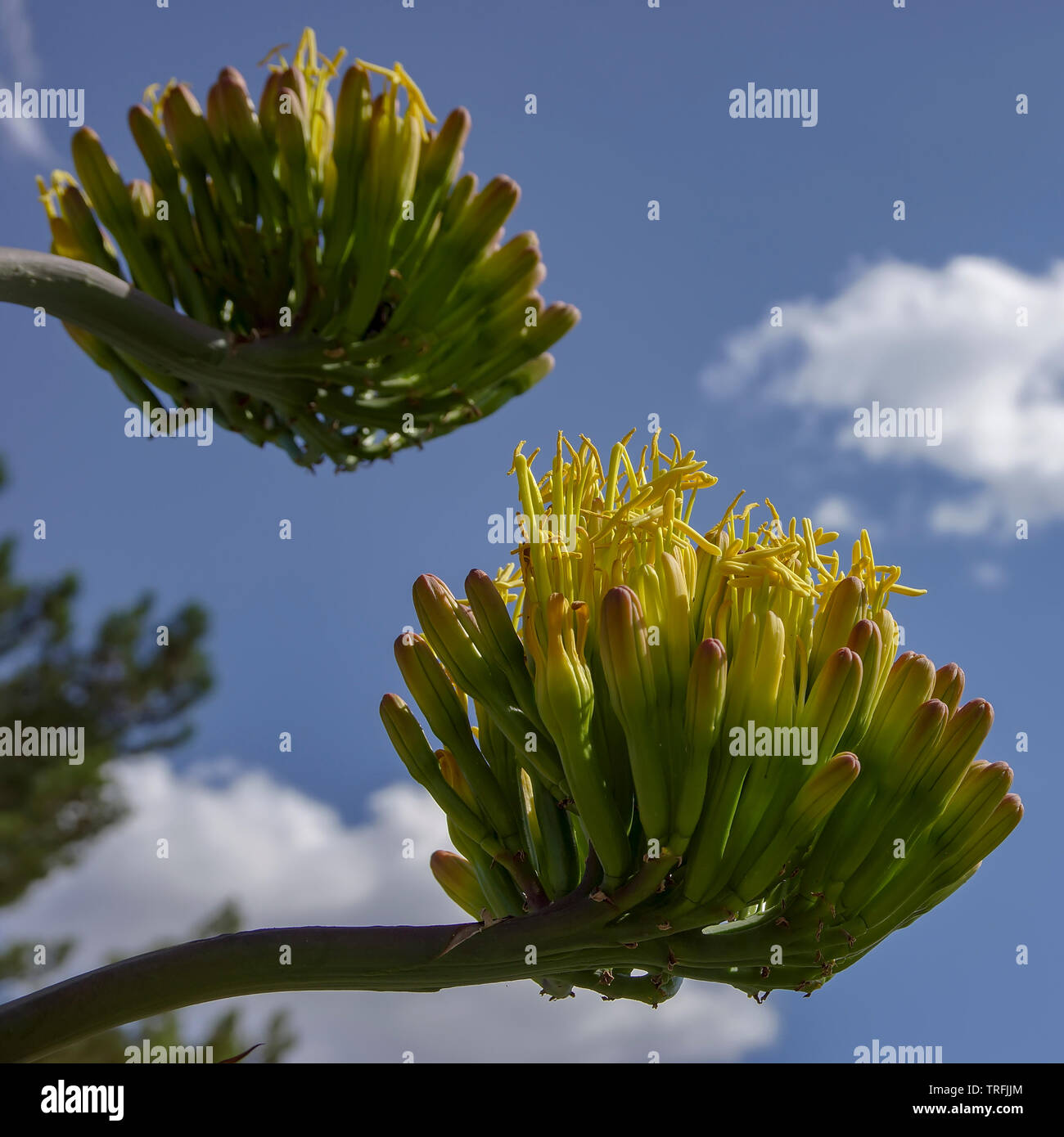 Agave (cactus) plant is bloom in southwest Texas. Stock Photo