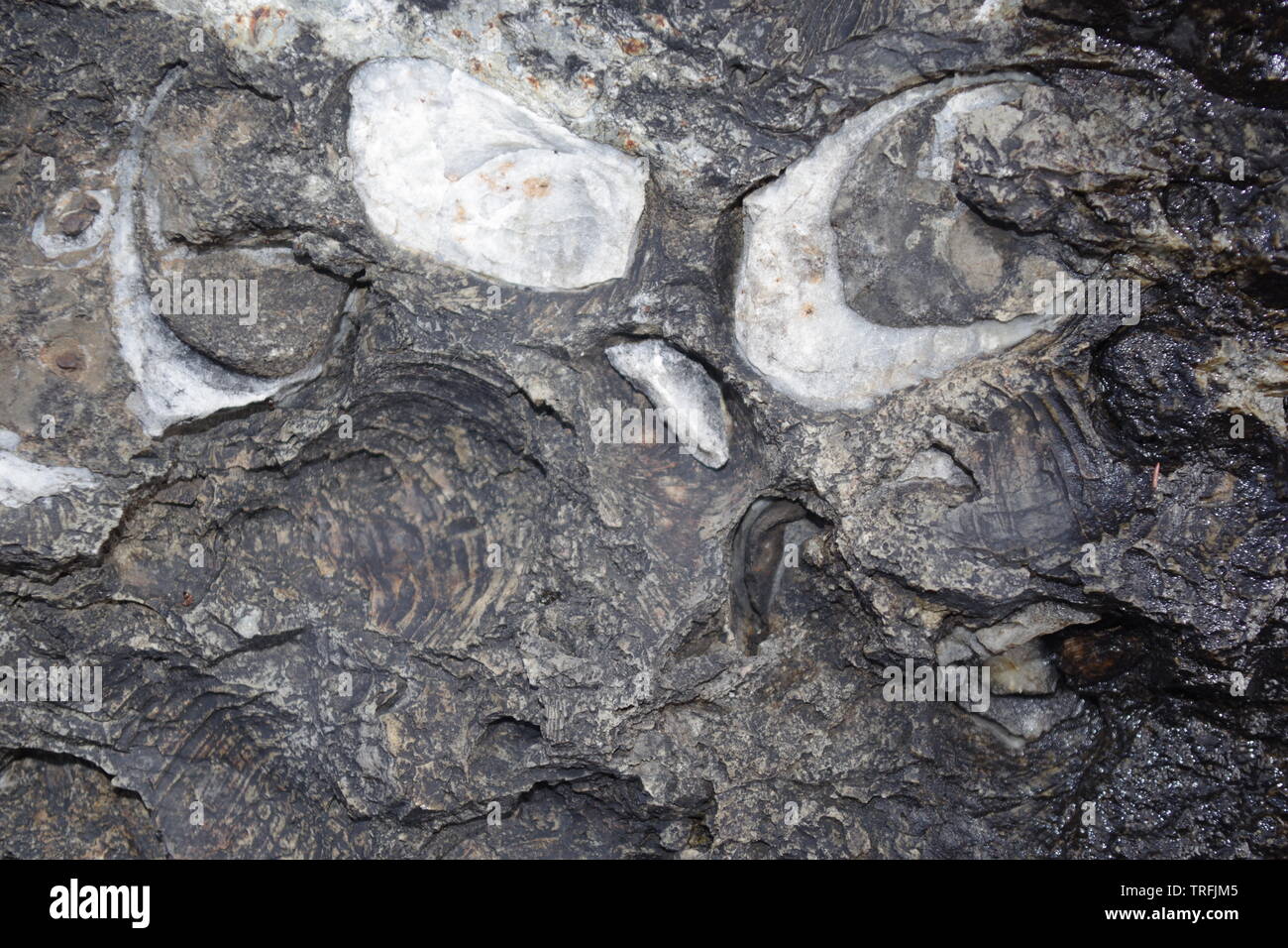 Bivalve Fossils in Middle Jurassic Lias Limestone Outcrop. Loch Slapin