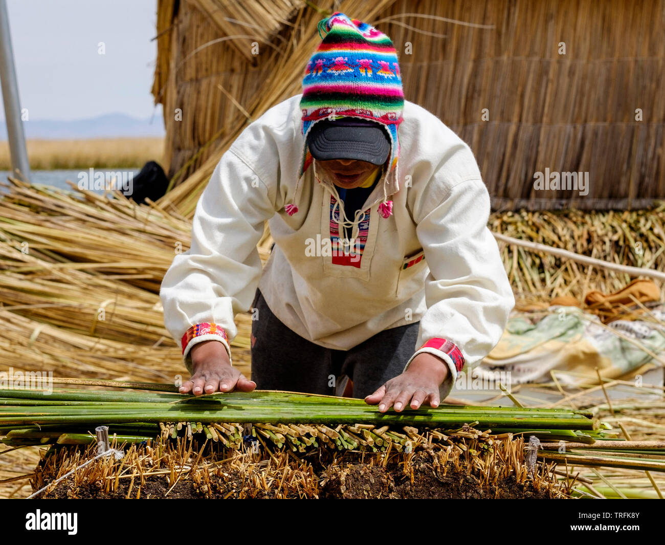 Uros man showing totora or reed on a reed floating island where he ...