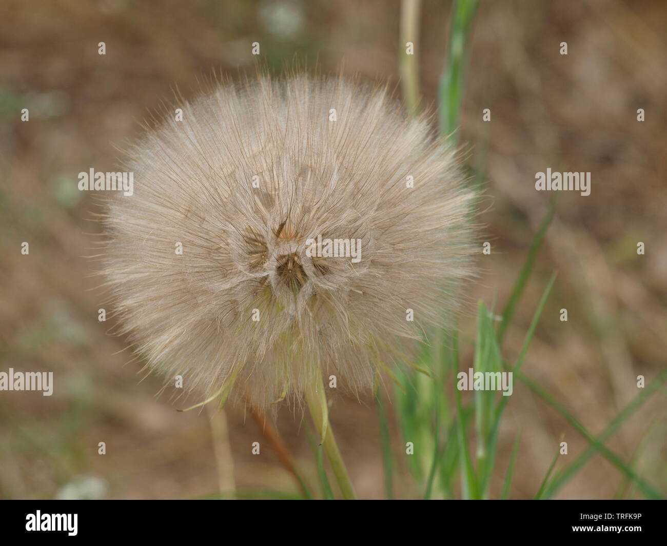 Geodesigns stunning different in each bllom of common weed Stock Photo