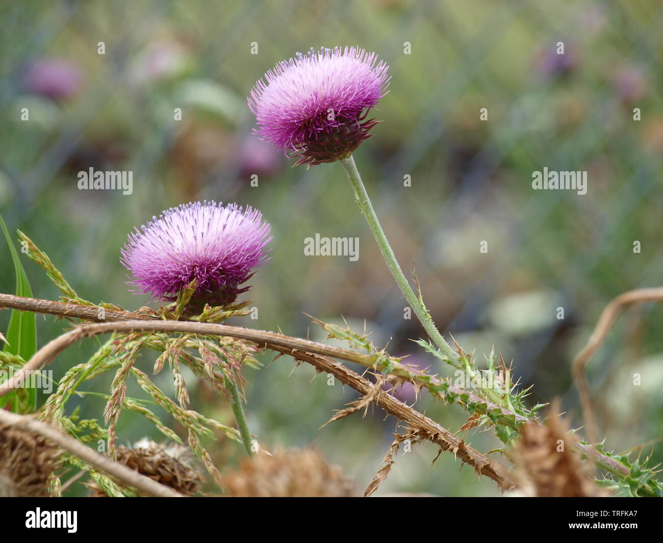 Geodesigns stunning different in each bllom of common weed Stock Photo