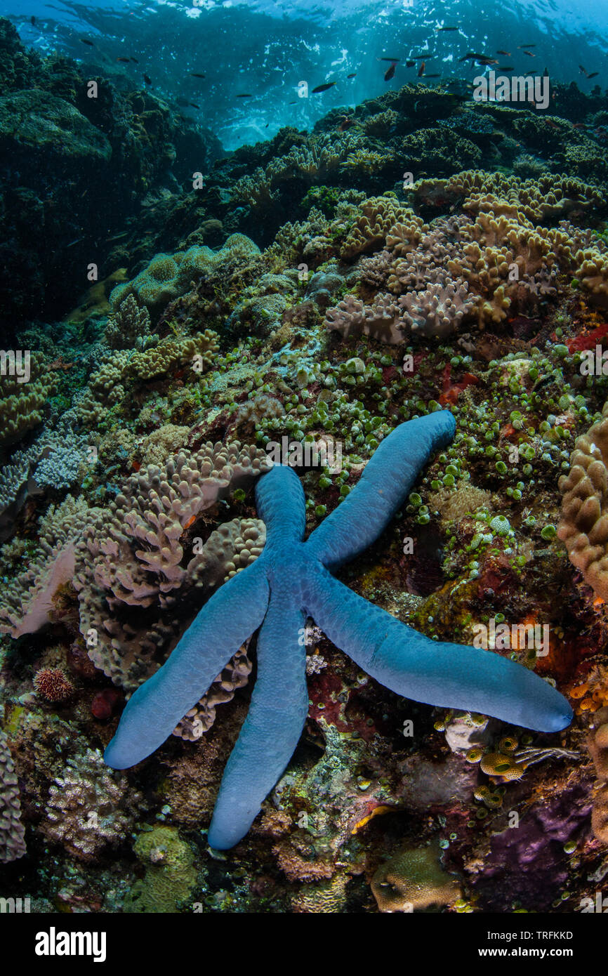 A blue starfish, Linkia laevigata, clings to a diverse coral reef in Komodo National Park, Indonesia. This region is a popular destination for divers. Stock Photo