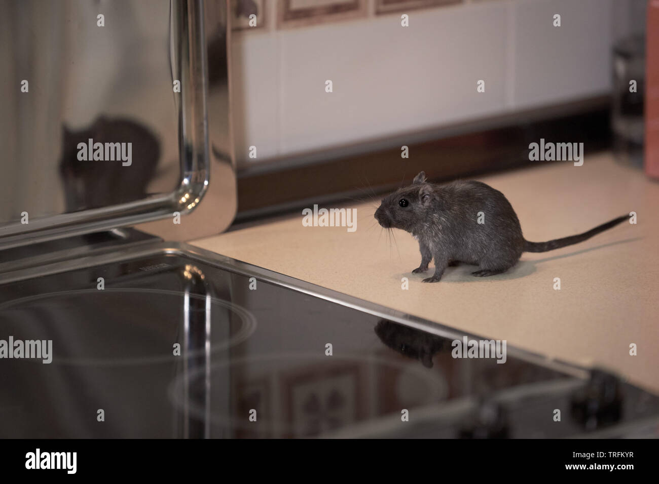 Rodent next to a ceramic hob and reflecting in a metal tray Stock Photo