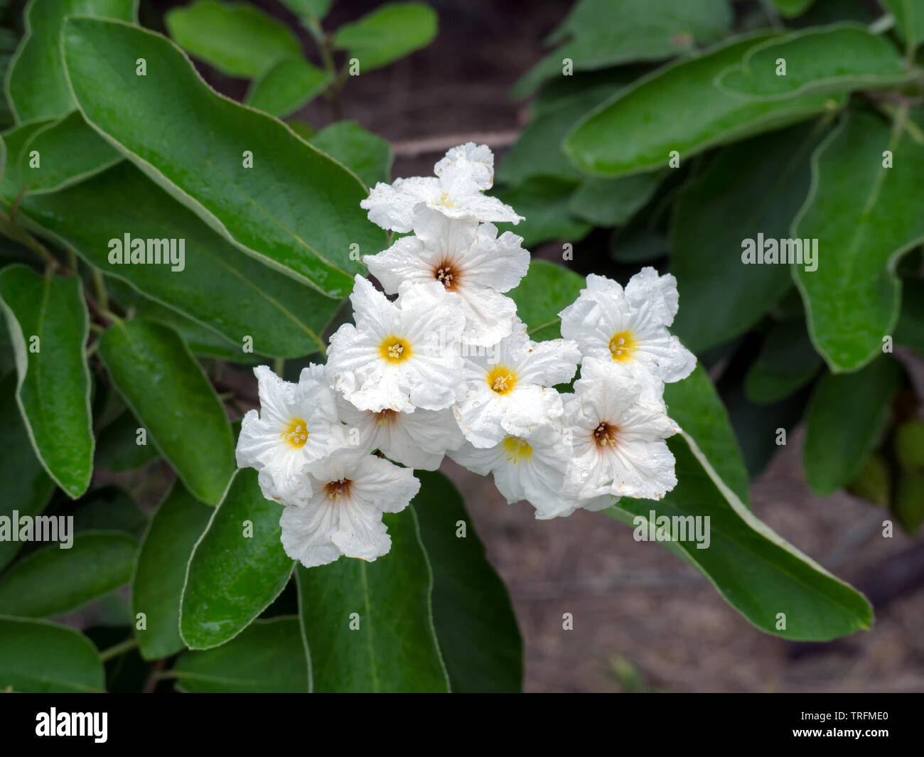 Mexican olive, Cordia boissieri flowers on a specimen at the Oso Bay Wetlands Preserve in Corpus Christi, Texas USA. Stock Photo