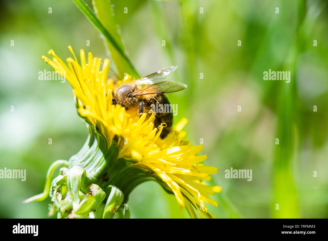 Honey bee gathering nectar from a dandelion. Stock Photo