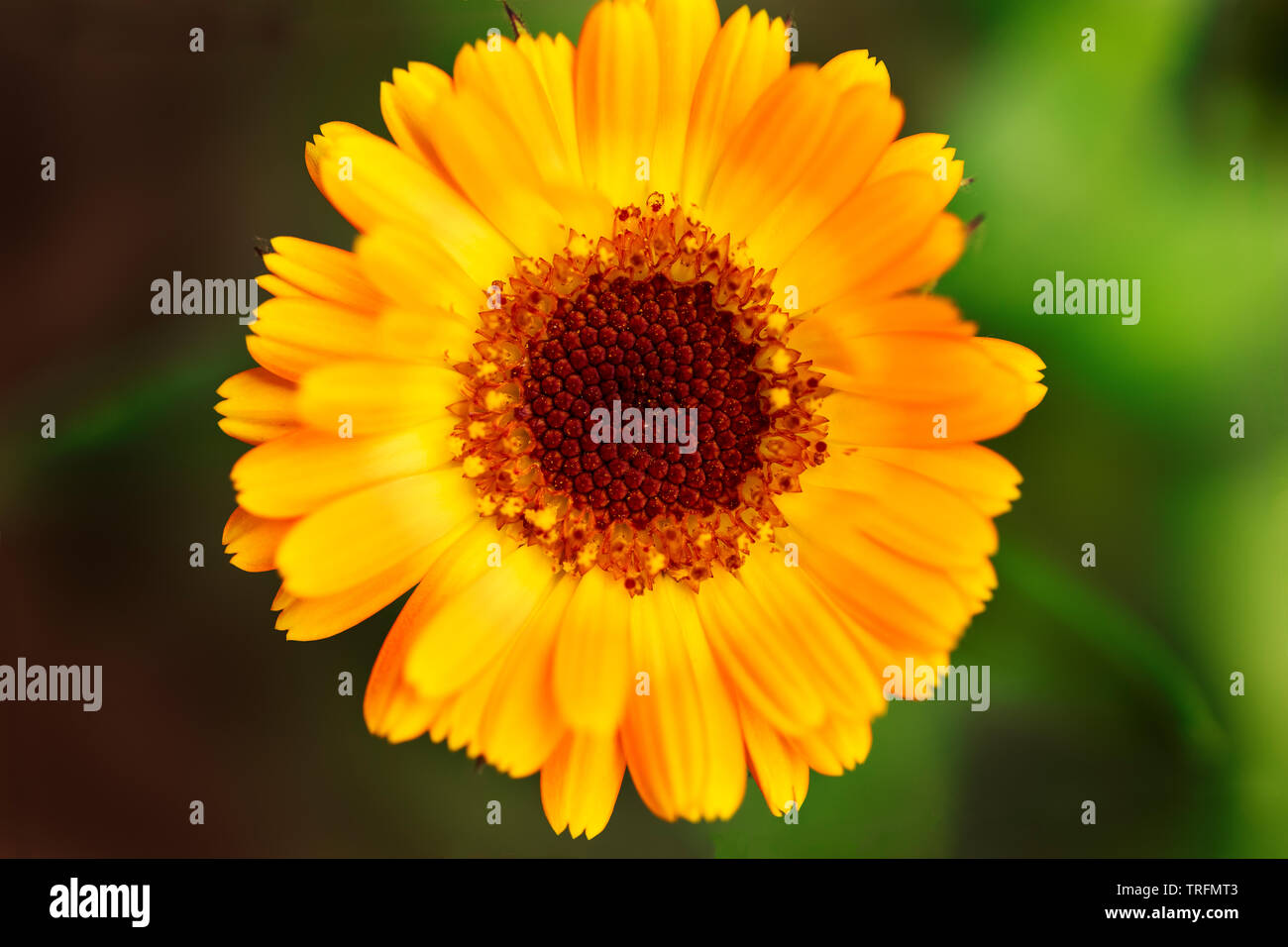 yellow zinnia flower. Beautiful zinnia flowers on green leaf background