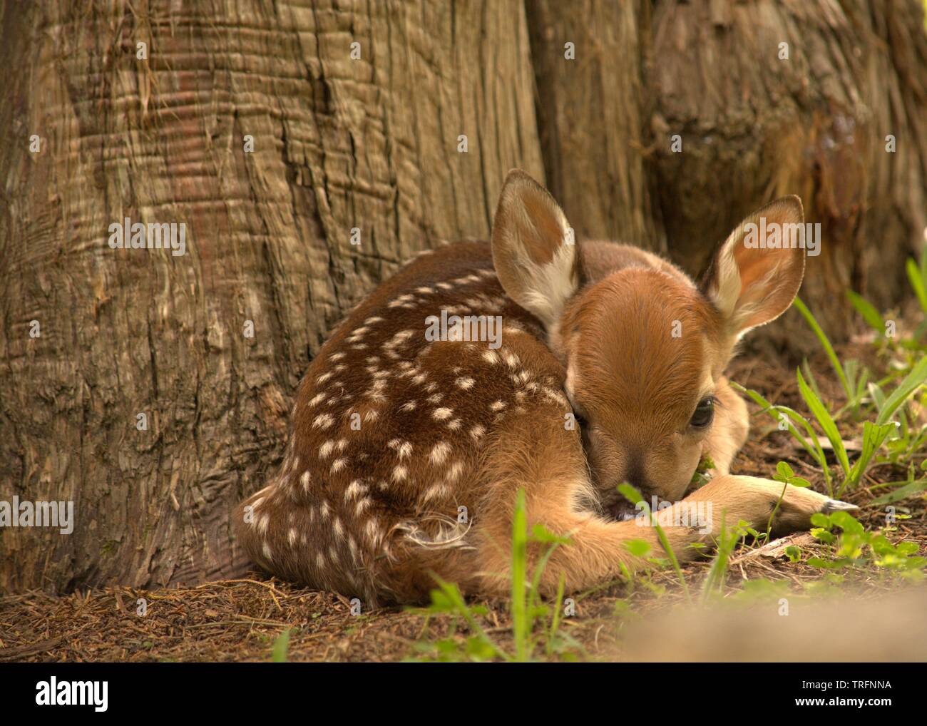 Newborn fawn hi-res stock photography and images - Alamy Newborn fawn hi-res stock photography and images - Alamy