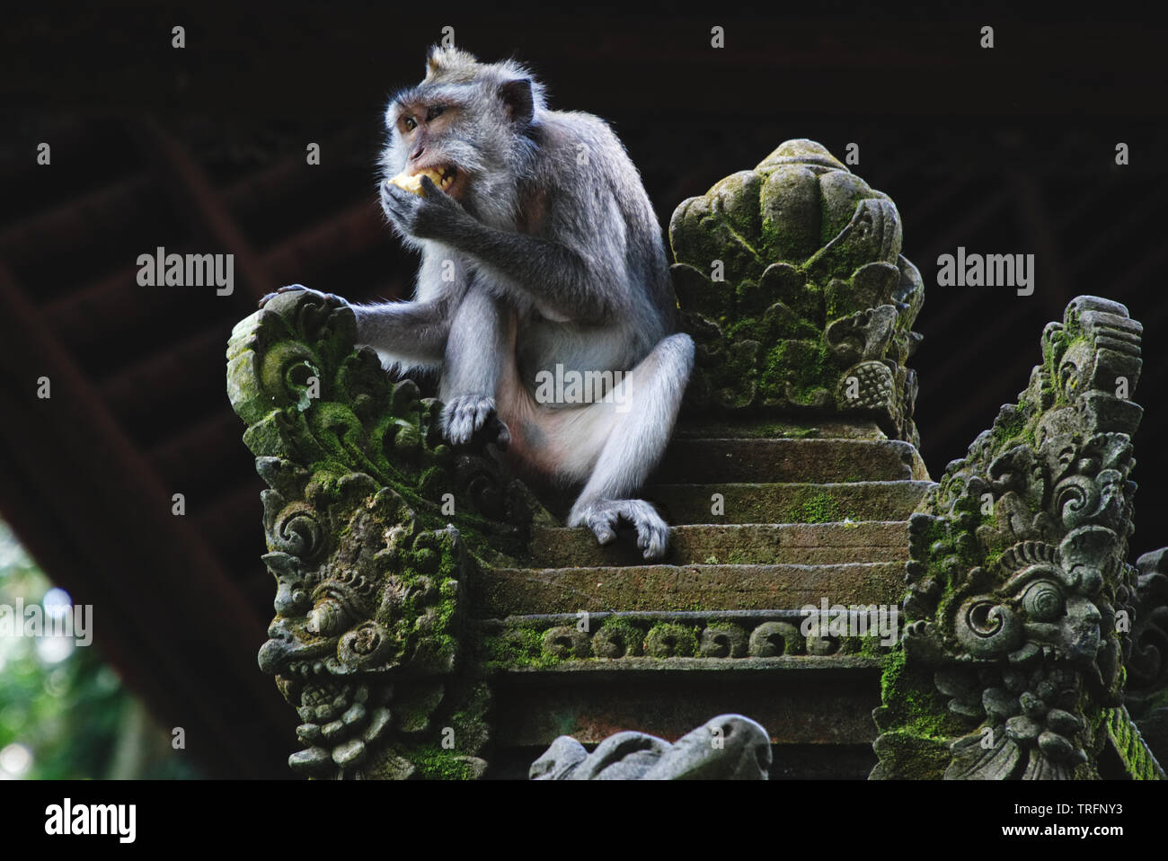monkey sitting on top of a statue while eating in the Sacred Monkey Forest in Ubud, Bali Stock Photo