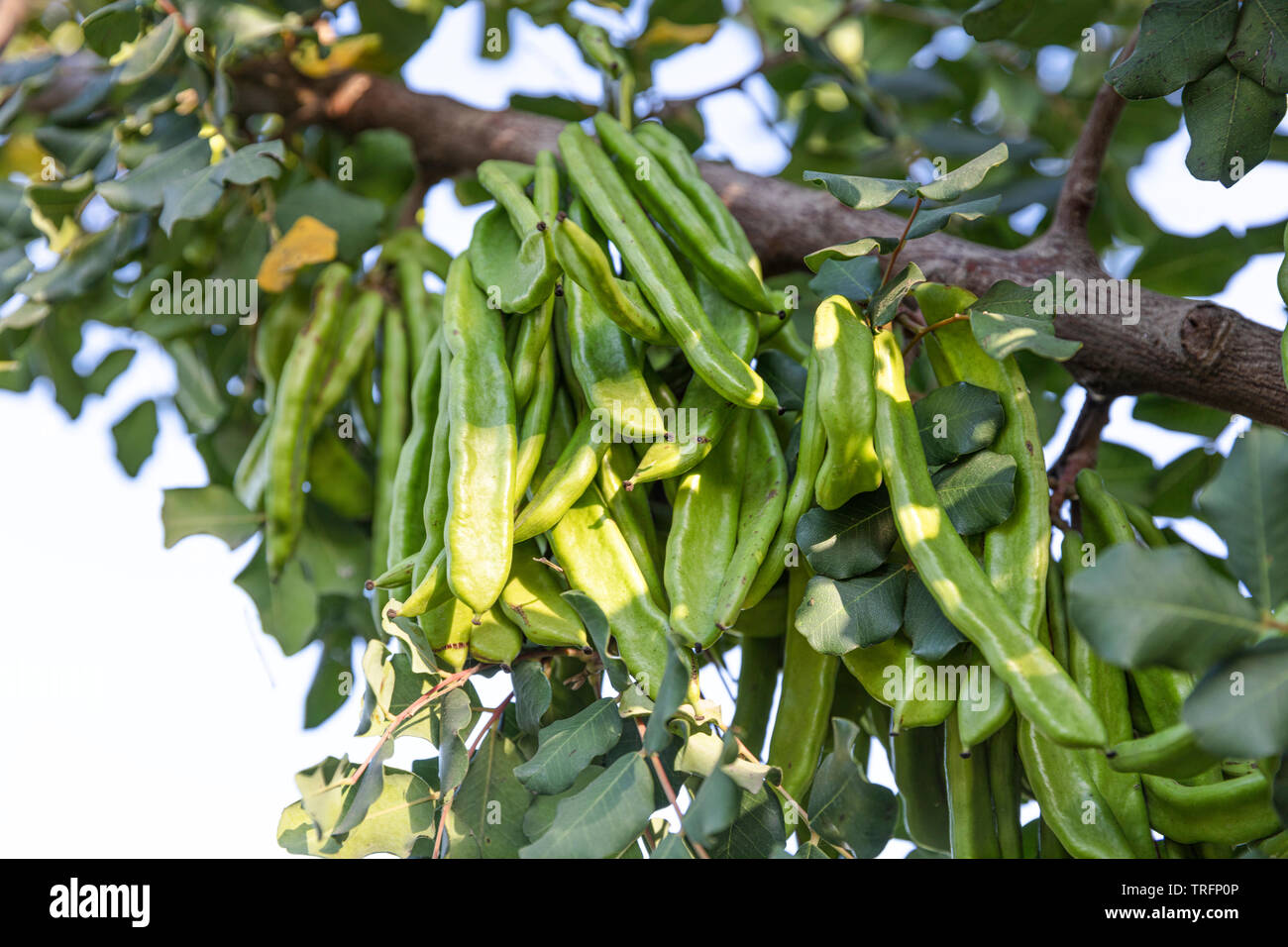 Carob tree. Ceratonia siliqua, commonly known as the carob tree or