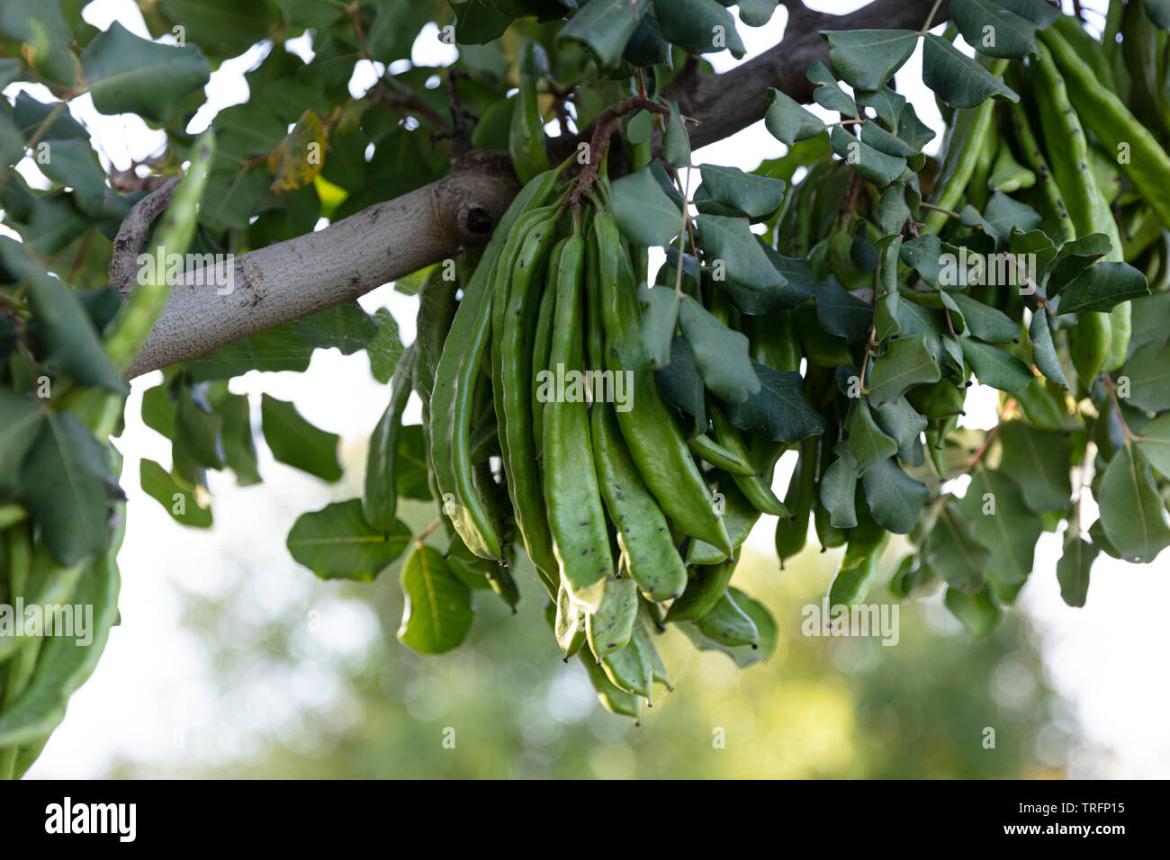 Carob tree. Ceratonia siliqua, commonly known as the carob tree or