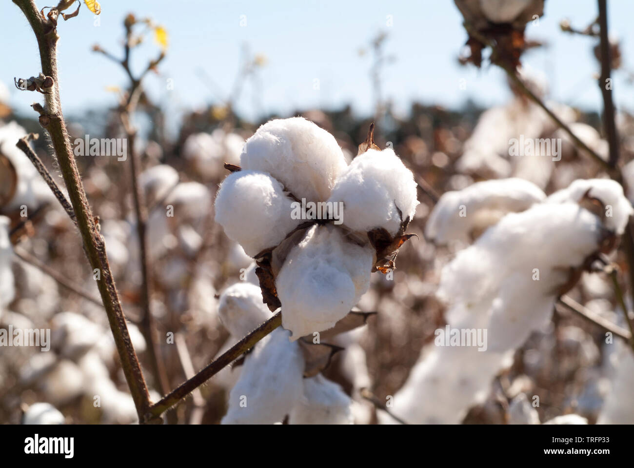 Cotton fields off the I13 corridor of Virginia Stock Photo Alamy