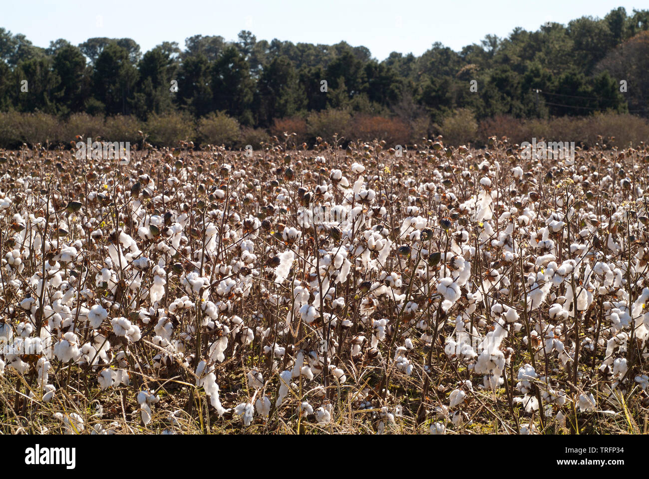 Cotton fields off the I13 corridor of Virginia Stock Photo Alamy