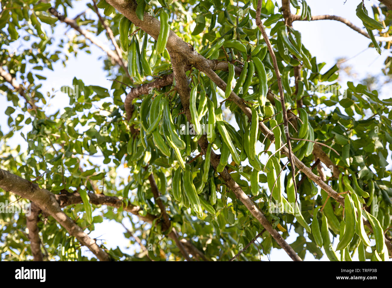 Carob tree. Ceratonia siliqua, commonly known as the carob tree or carob bush. Healthy organic