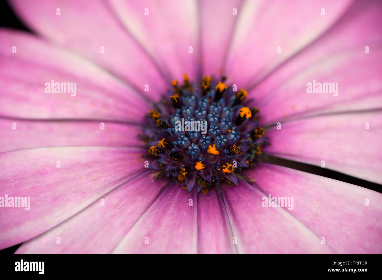 Pink petals and Purple disk floret of African Daisy Osteospermum flower close up Stock Photo