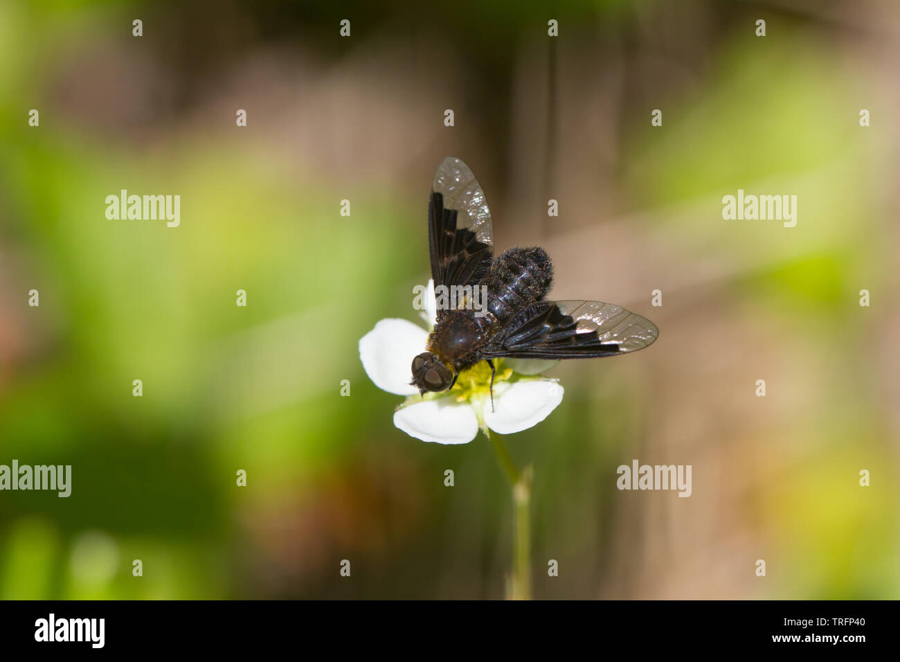 Bee-fly Stock Photo