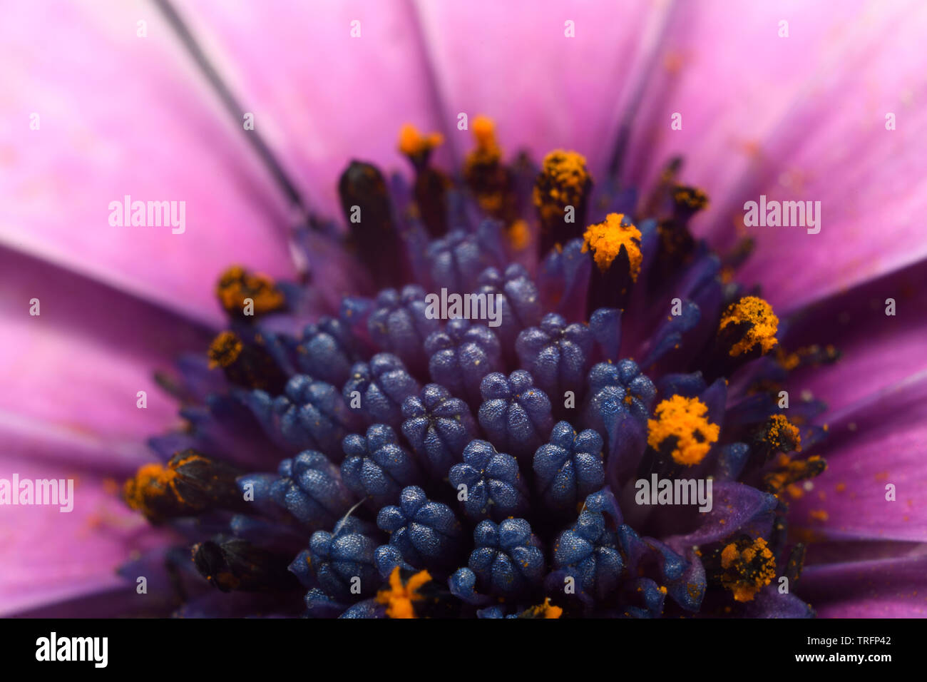 Extreme close up of the blue disk florets opening to release yellow pollen in a pink African Daisy Stock Photo