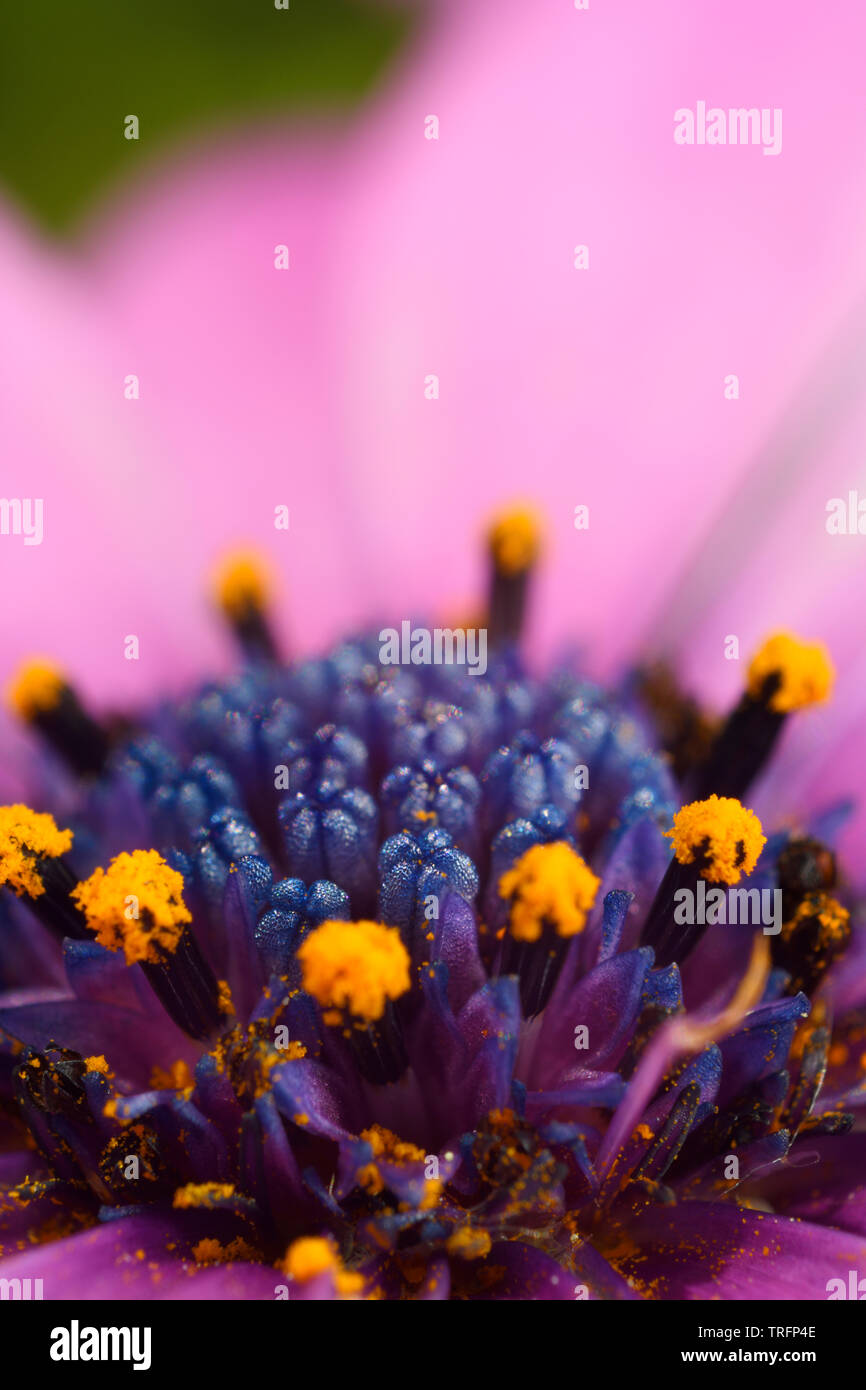 Extreme close up of the blue disk florets opening to release yellow pollen in a pink compound flower African Daisy Stock Photo