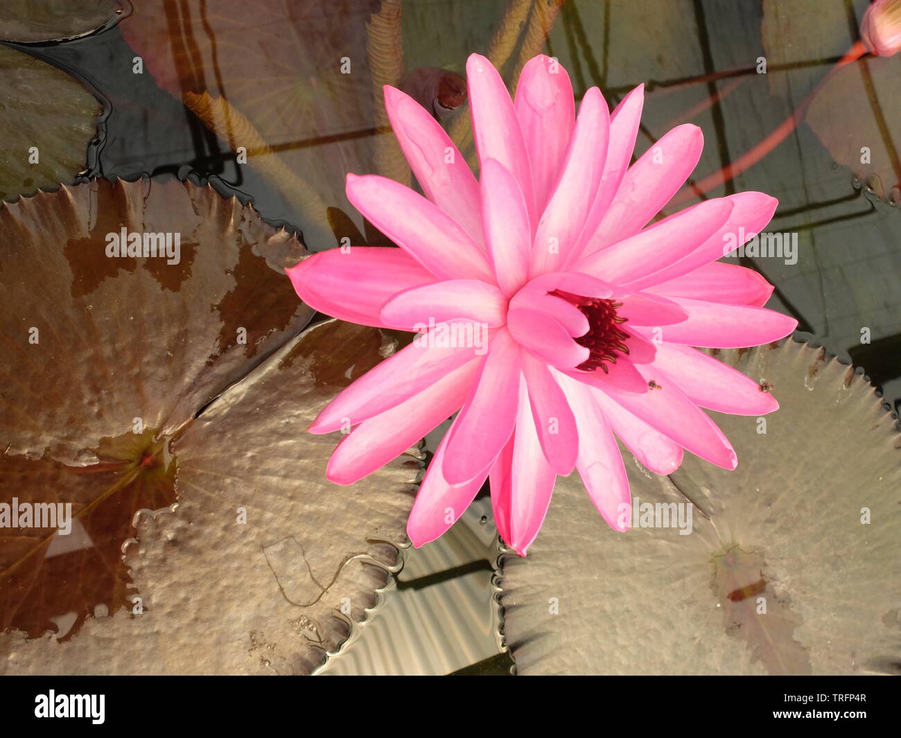 Sacred flower hires stock photography and images Alamy