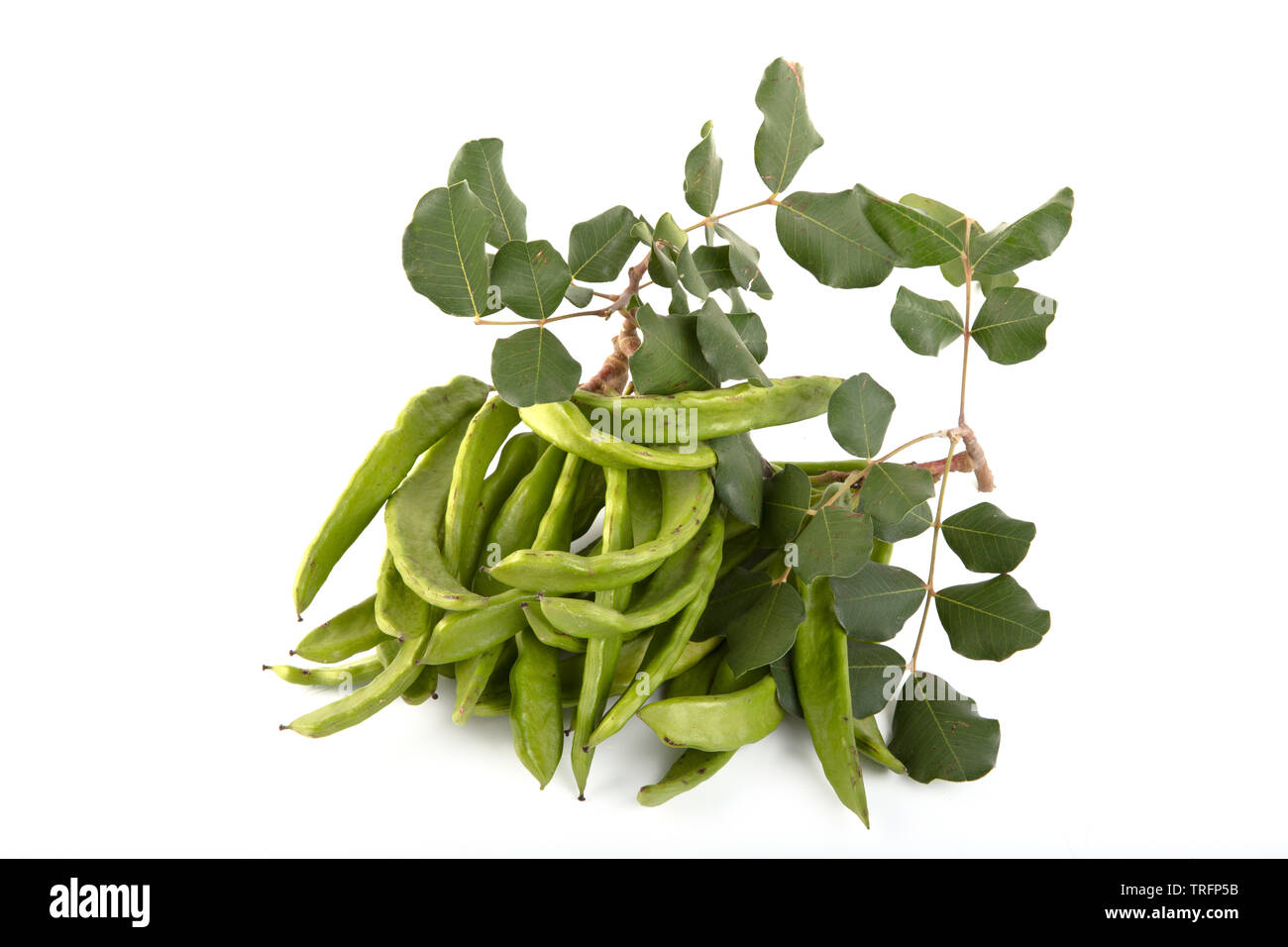 Green carob pods isolated on white background.Ceratonia siliqua