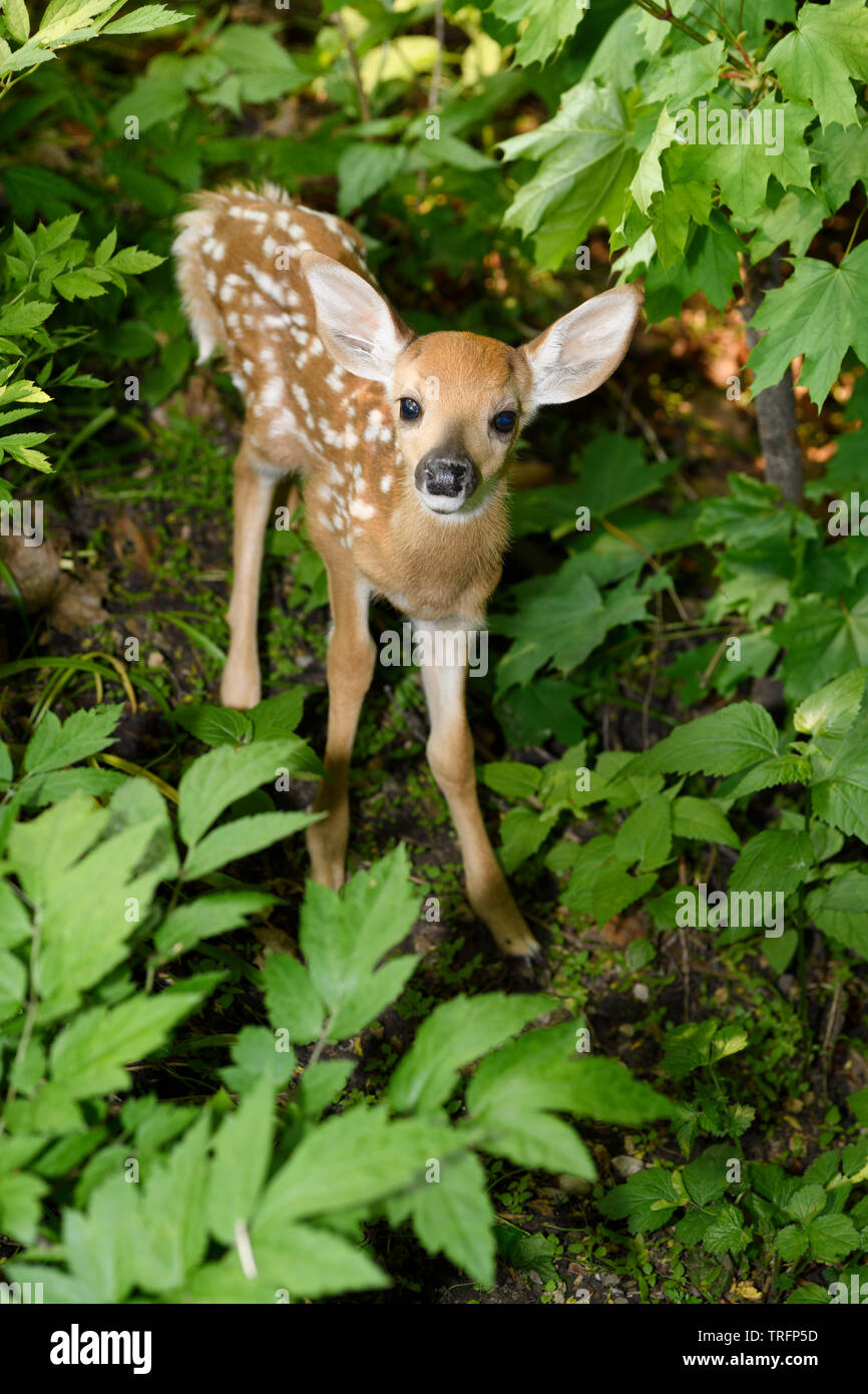 Day old skinny wobbly fawn with spots hiding alone in forest while mother is out foraging Toronto Stock Photo