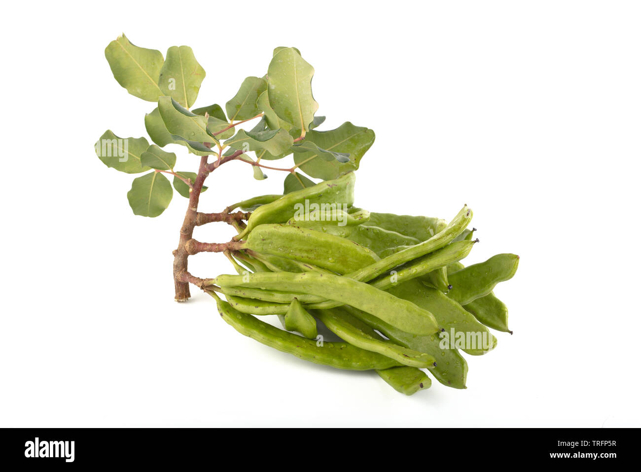 Green carob pods isolated on white background.Ceratonia siliqua