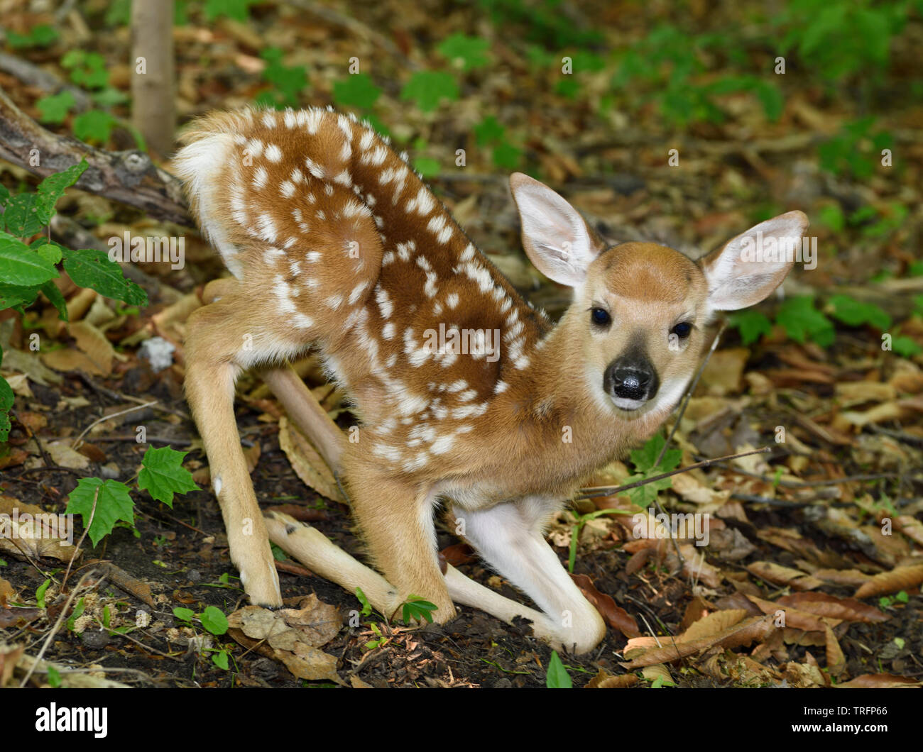 Day old tiny white tailed deer fawn with spots getting up on spindly legs in a forest Toronto Stock Photo