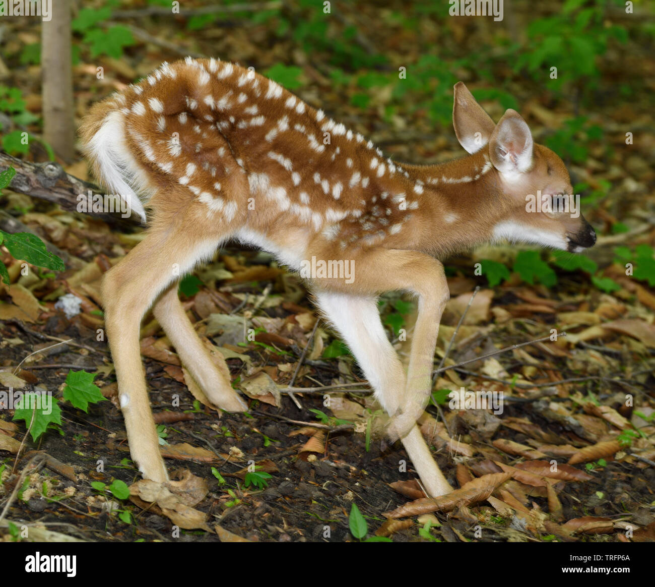 Day old white tailed deer fawn with spots and unsteady legs wobbling away in a forest Toronto Stock Photo